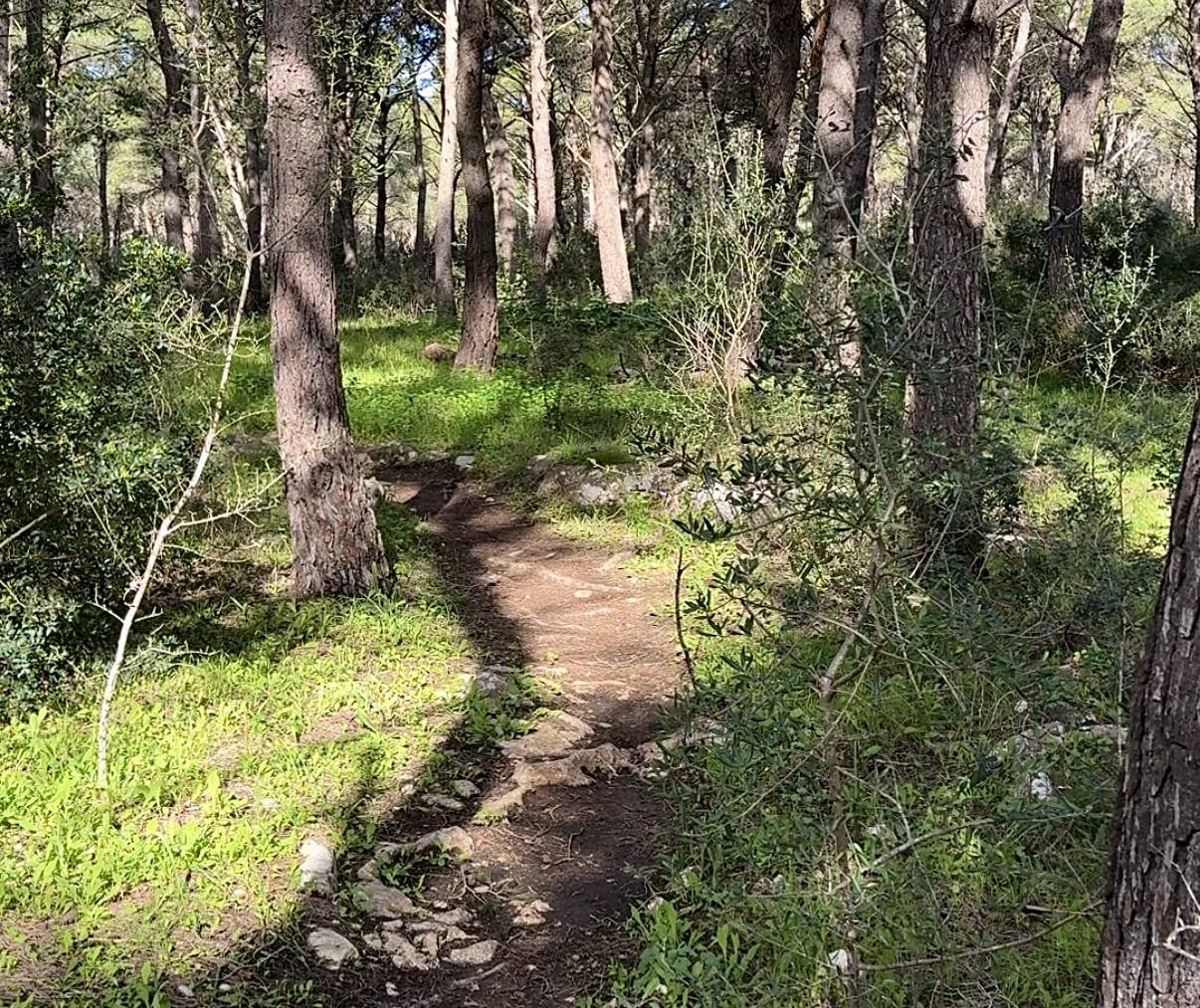 Sentiero tra gli alberi
