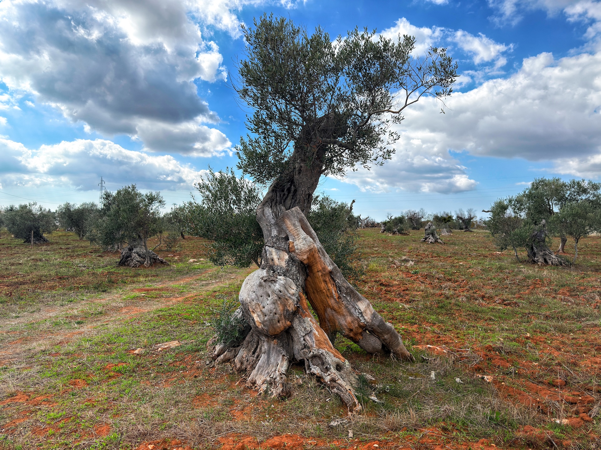 Ulivo evocativo in campagna salentina
