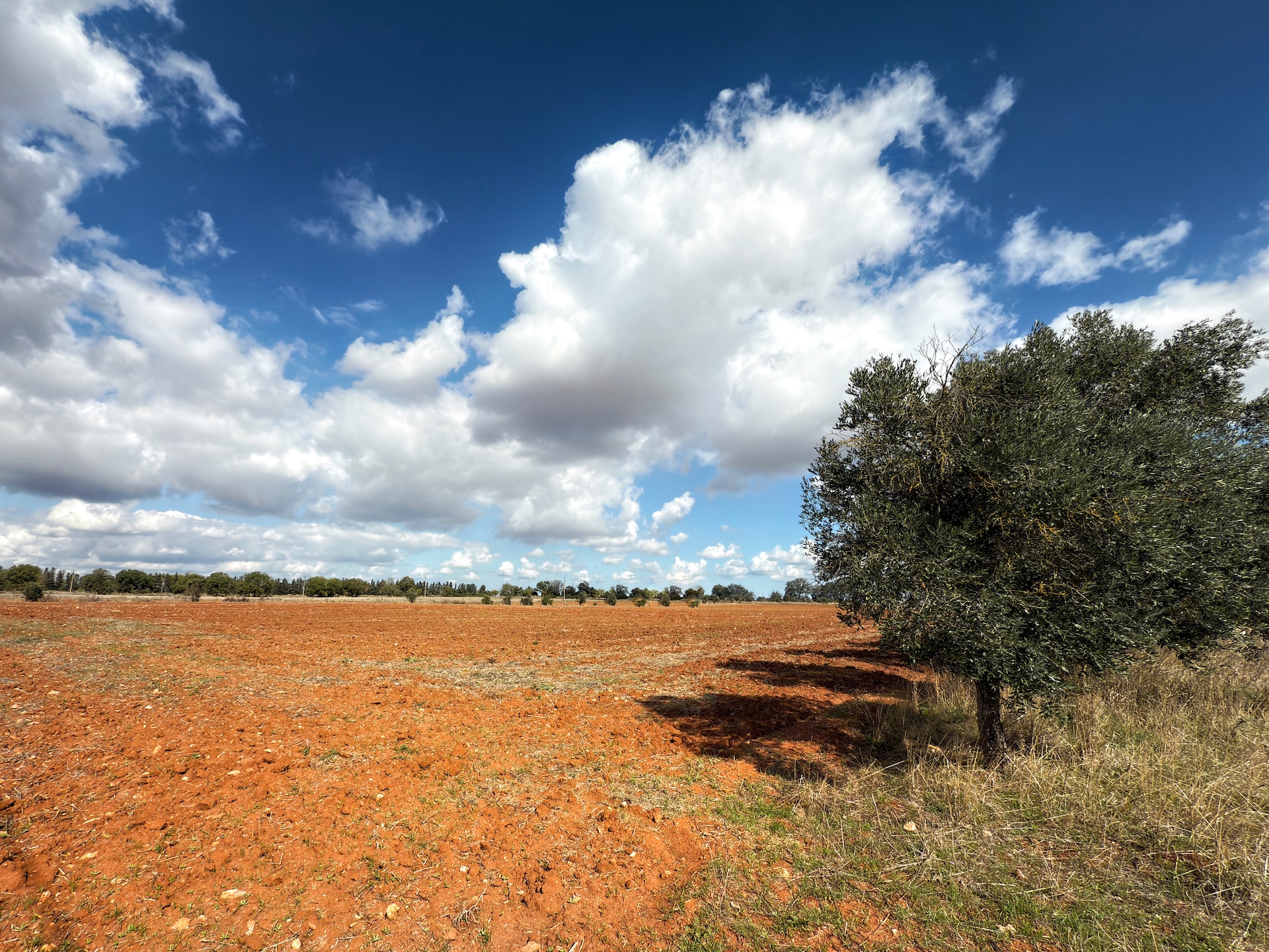Campagna salentina con ulivo, terra, nuvole