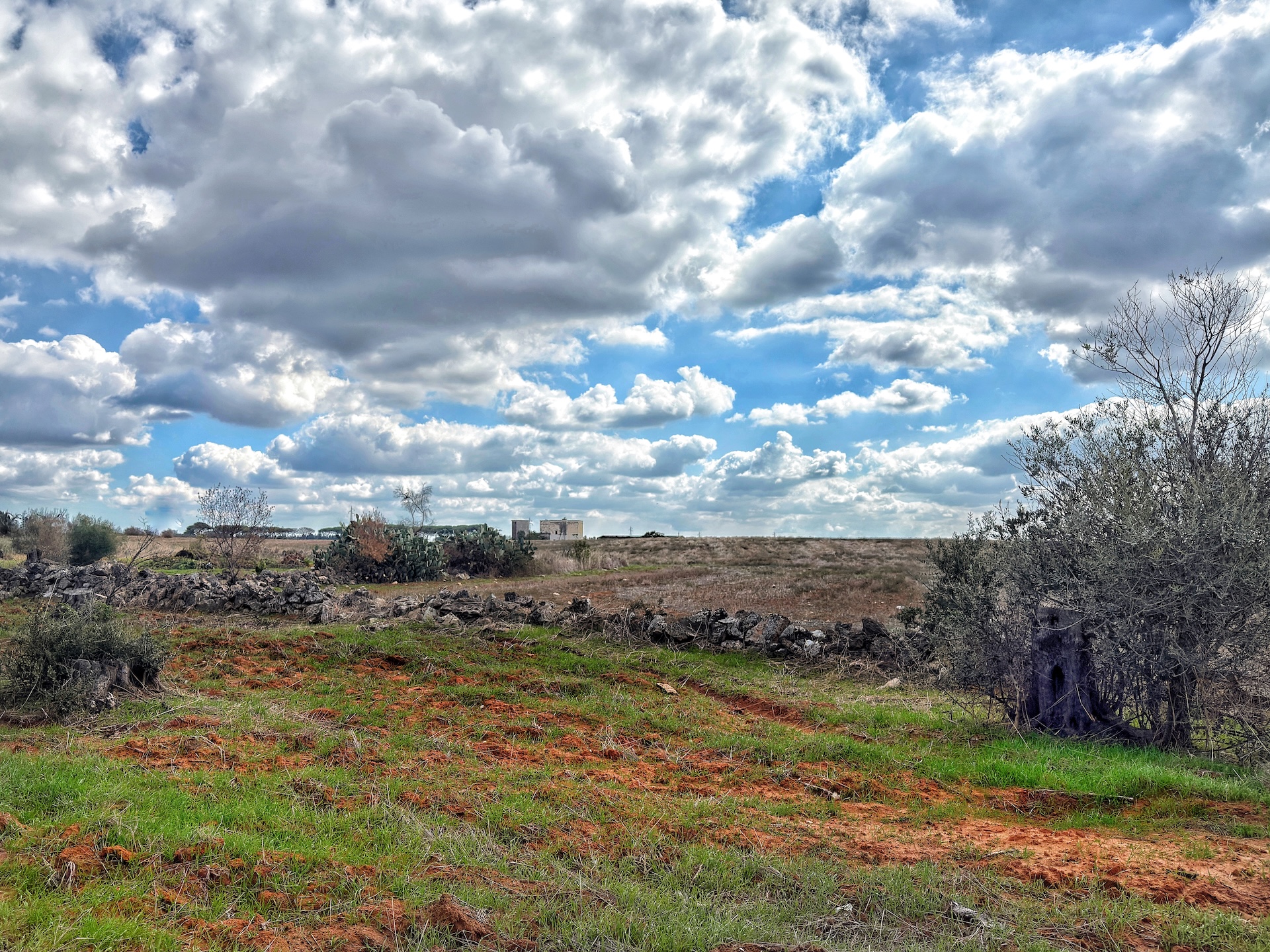 Campagna salentina con ulivo, muretto a secco, edificio in lontananza