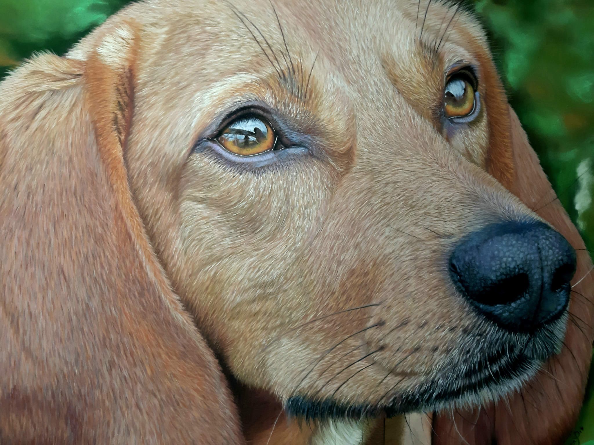 Cagnolina. Pastello su carta